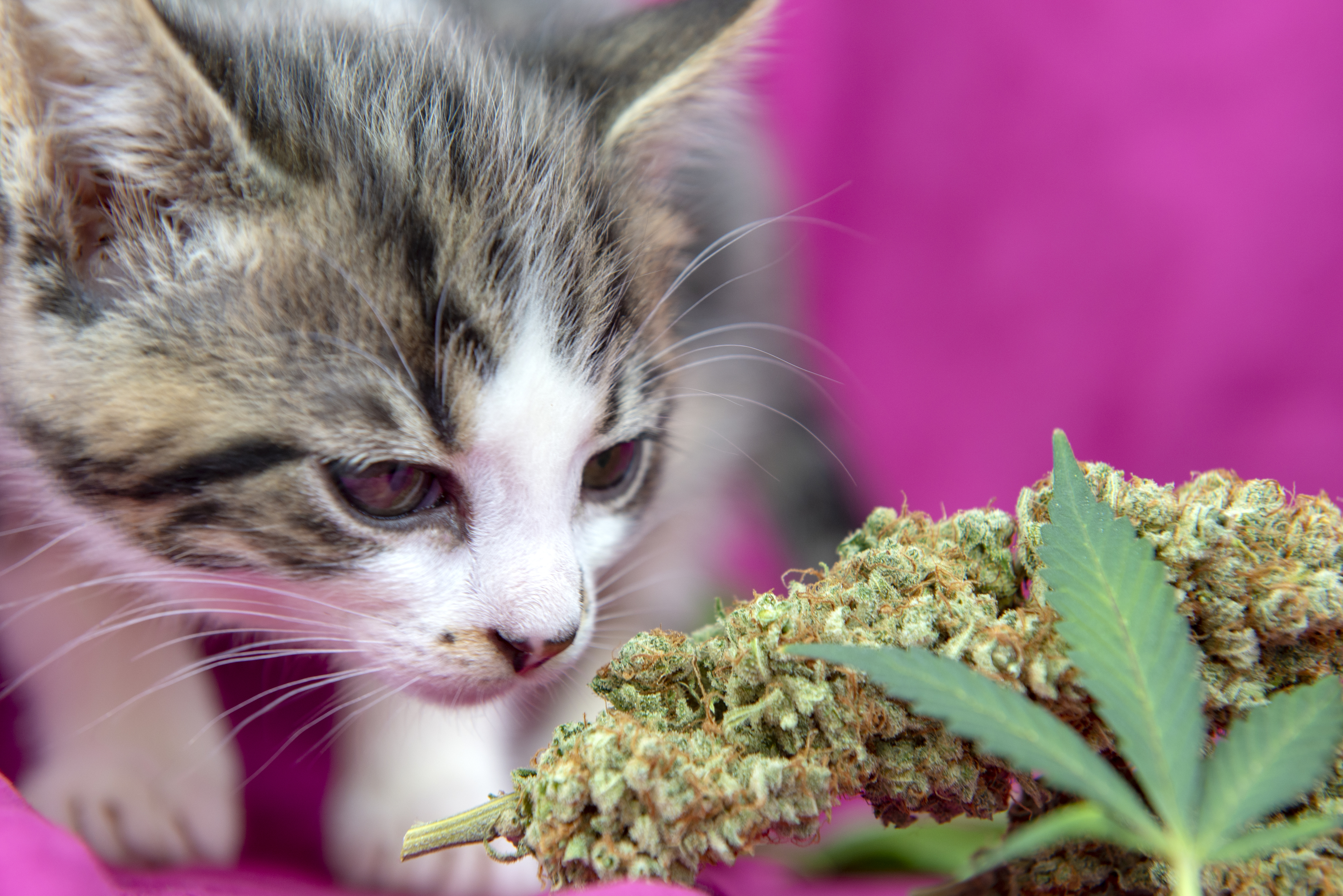 Cannabis per animali: l'esperienza della dottoressa Elena